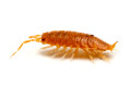 Porcellionides pruinosus 'Orange'